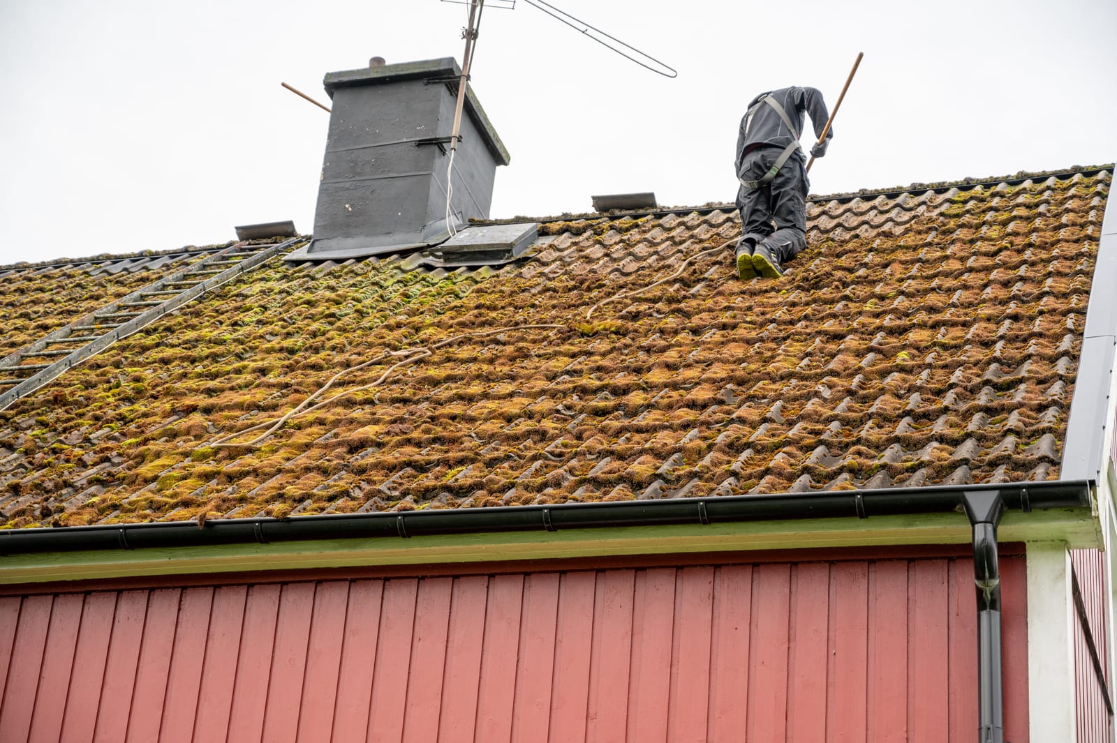 Moss Removal & Roof Cleaning