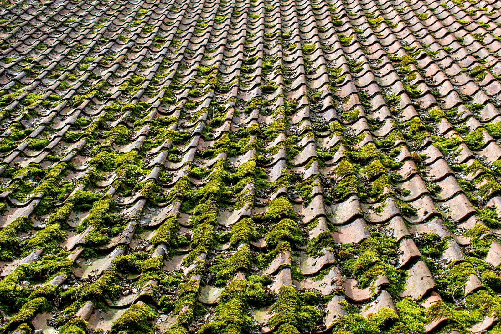 Regency Roofing moss removal & roof cleaning project 8