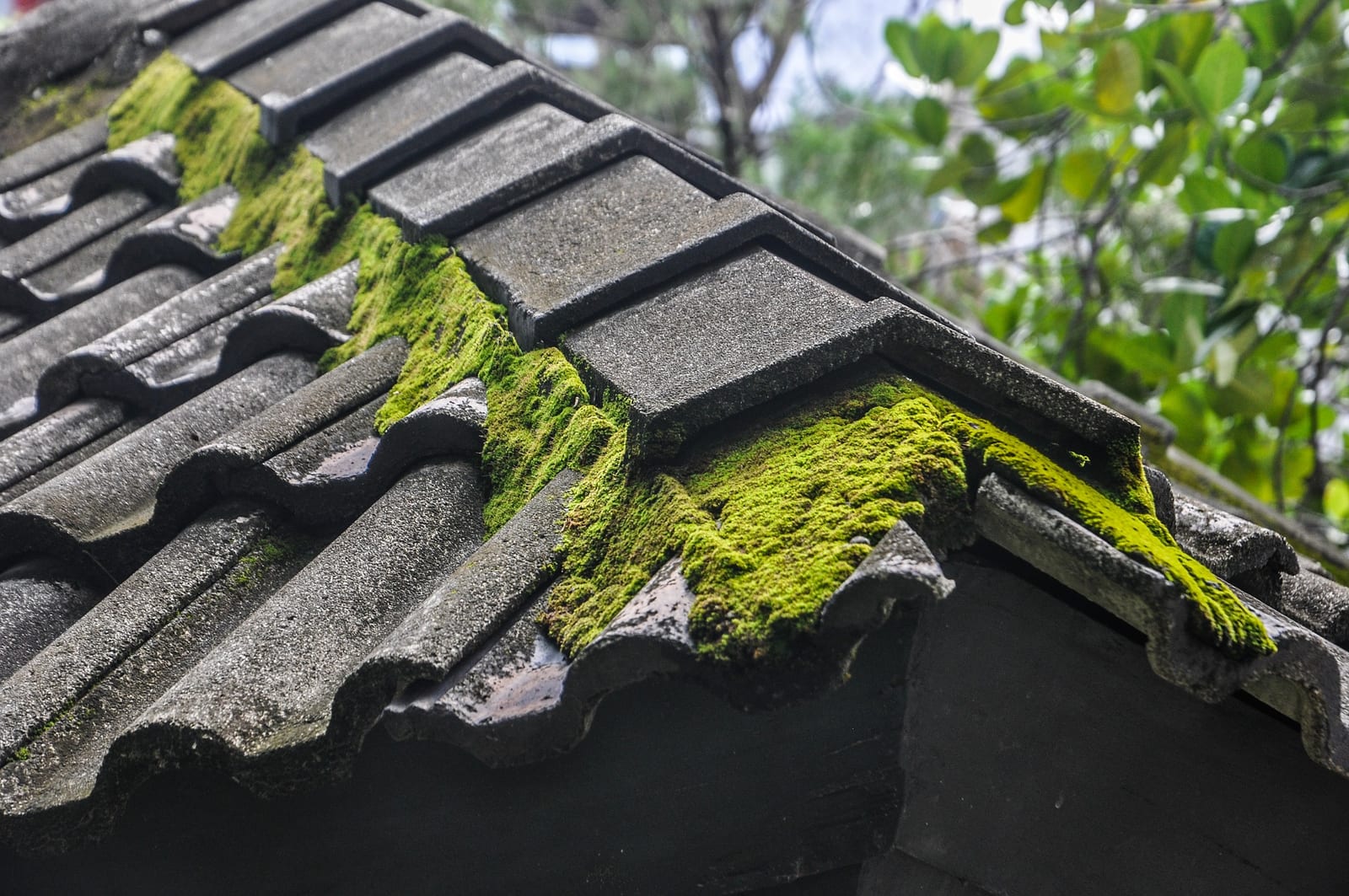 Moss Removal & Roof Cleaning by Regency Roofing