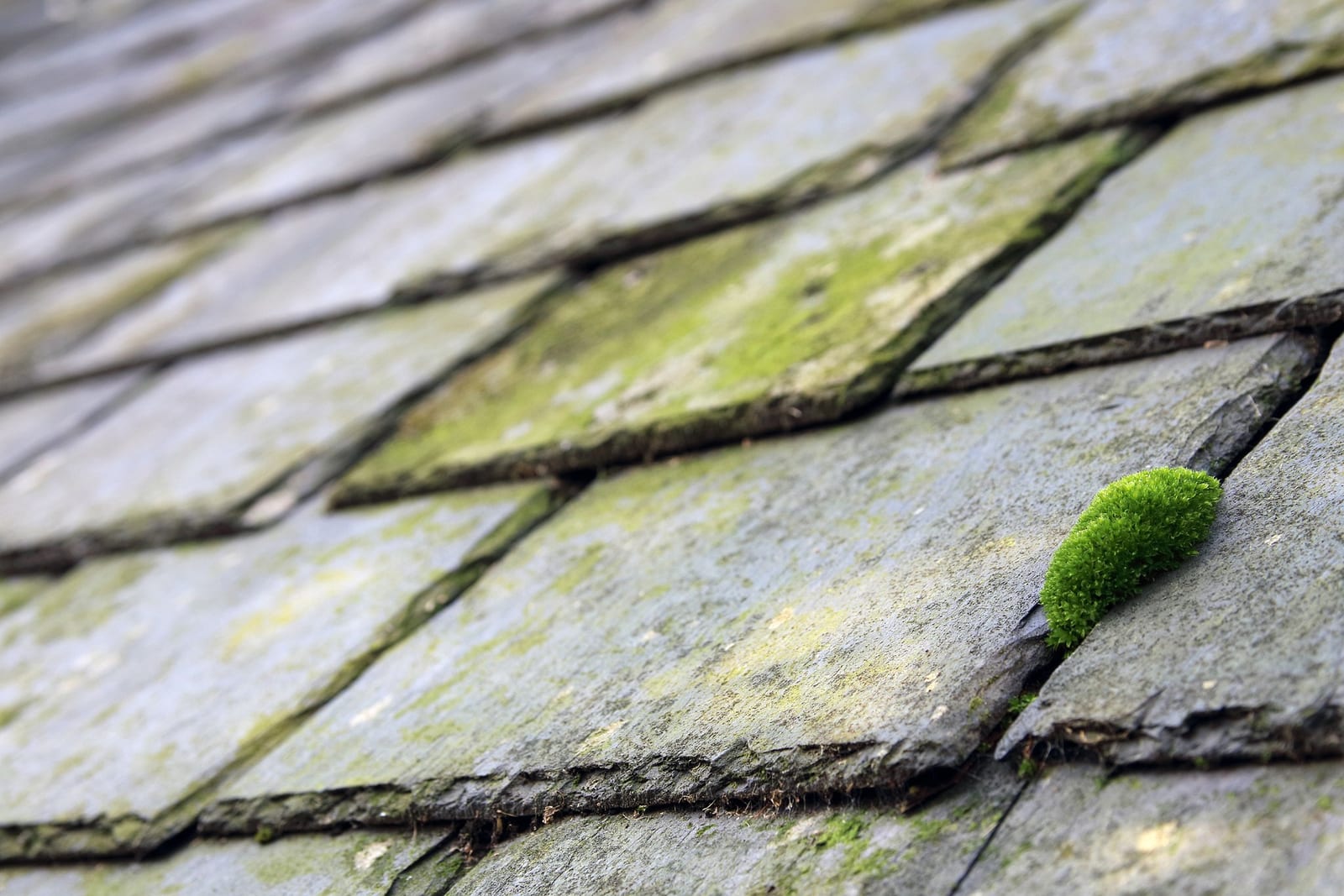 Regency Roofing moss removal & roof cleaning project 4